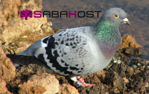 شبکه های عجیب و غریب در اینترنت شبکه های عجیب و غریب در اینترنت